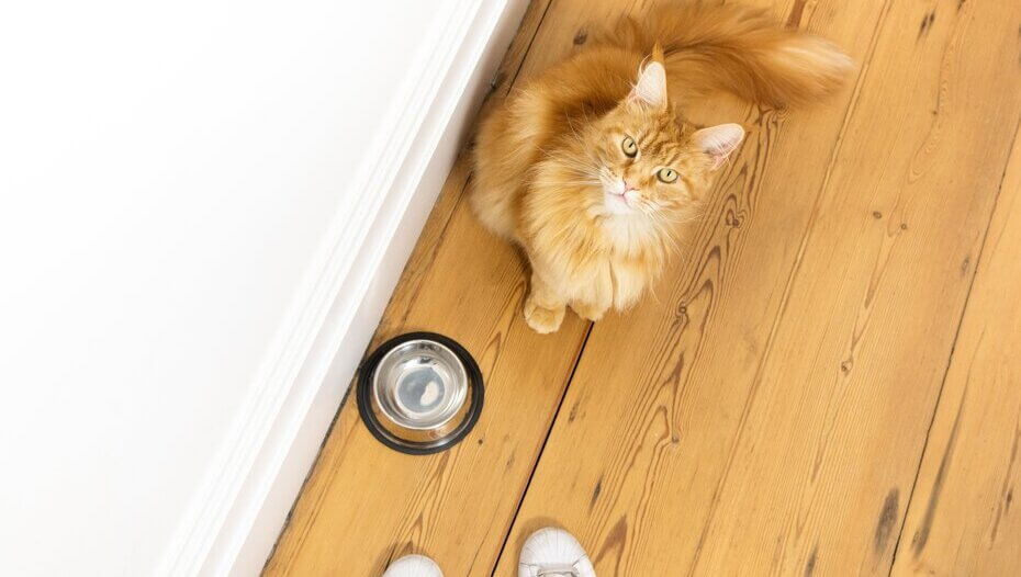 What Do Cats Drink & Is Milk Bad for Cats? Purina